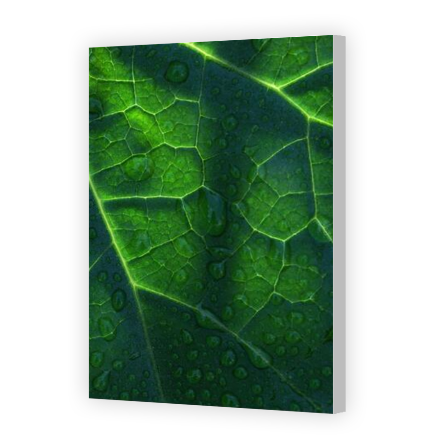Thumbnail for Canvas - Coloured Canvas Wrap