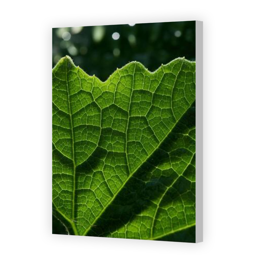 Thumbnail for Canvas - Coloured Canvas Wrap