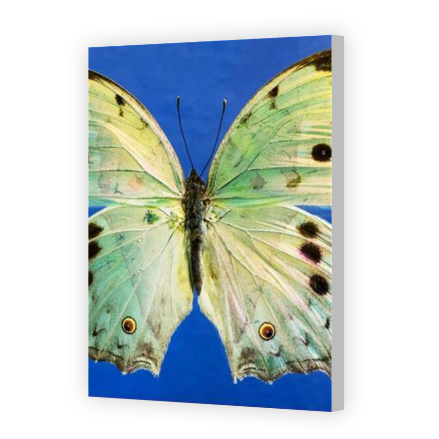 Thumbnail for Canvas - Coloured Canvas Wrap