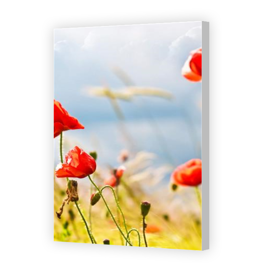 Thumbnail for Canvas - Coloured Canvas Wrap