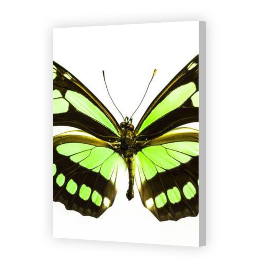 Thumbnail for Canvas - Coloured Canvas Wrap
