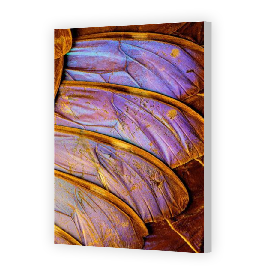 Thumbnail for Canvas - Coloured Canvas Wrap