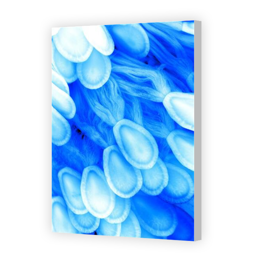 Thumbnail for Canvas - Coloured Canvas Wrap