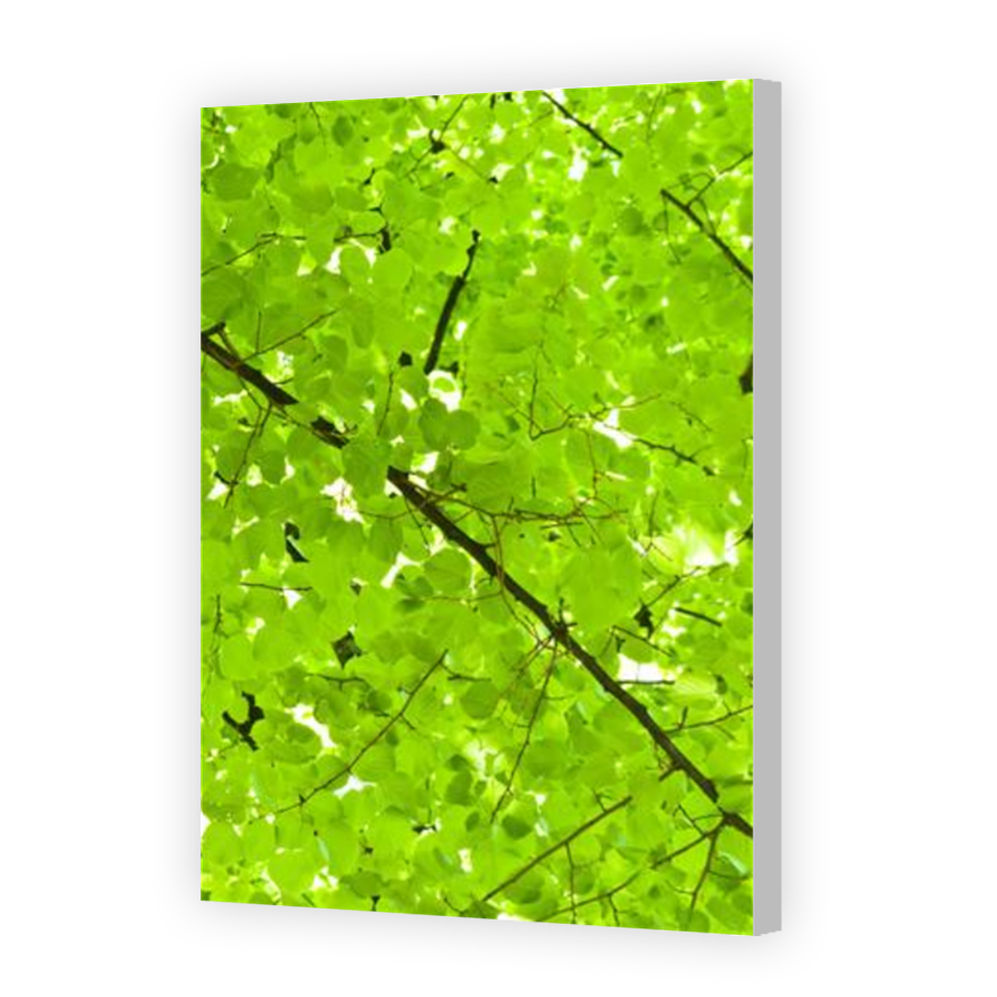 Thumbnail for Canvas - Coloured Canvas Wrap