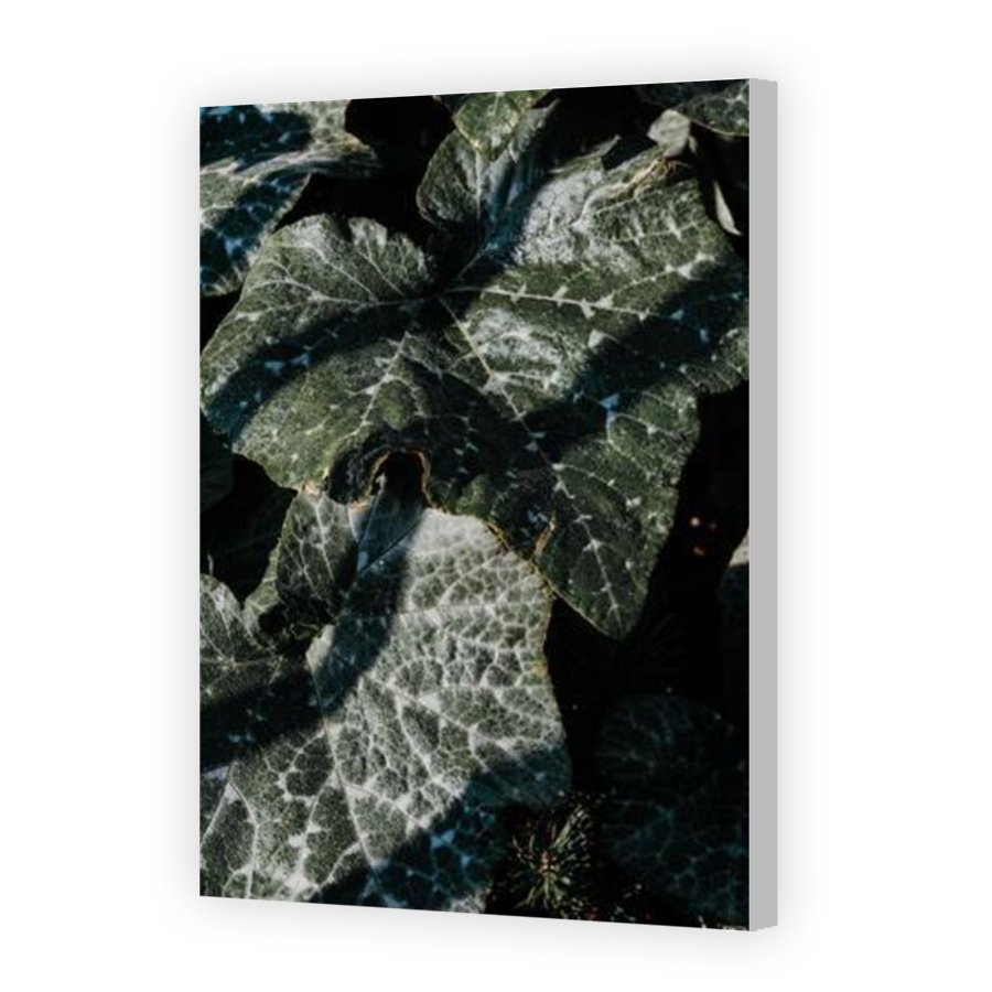 Thumbnail for Canvas - Coloured Canvas Wrap