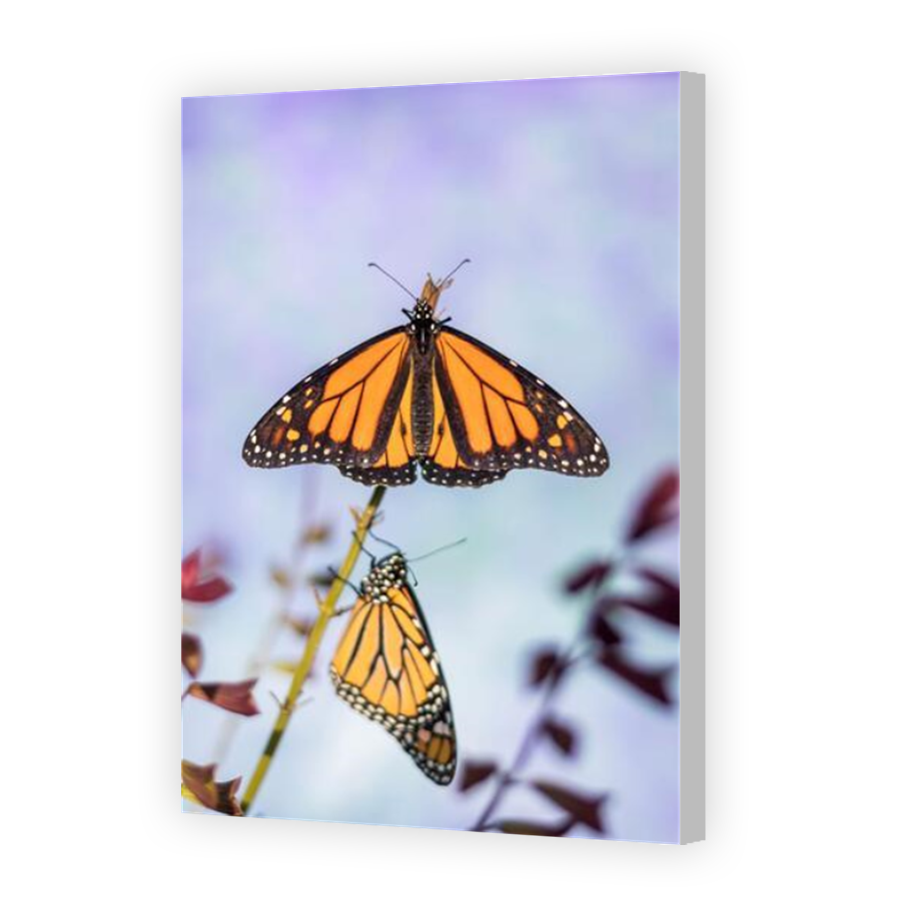Thumbnail for Canvas - Coloured Canvas Wrap