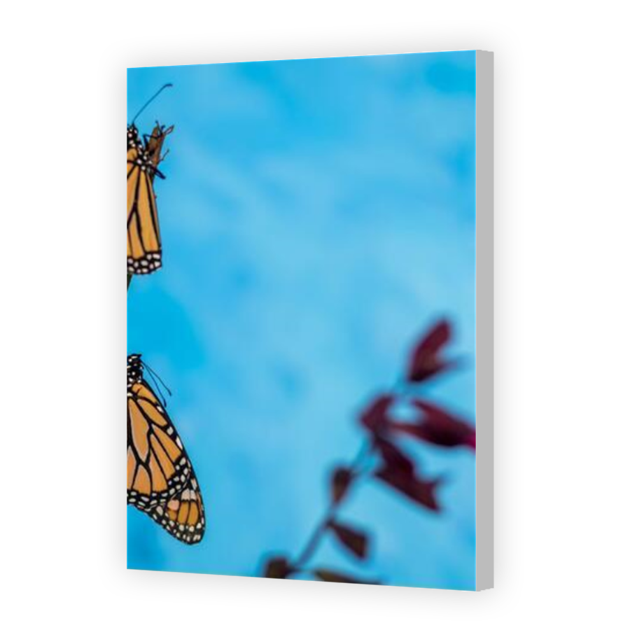 Thumbnail for Canvas - Coloured Canvas Wrap