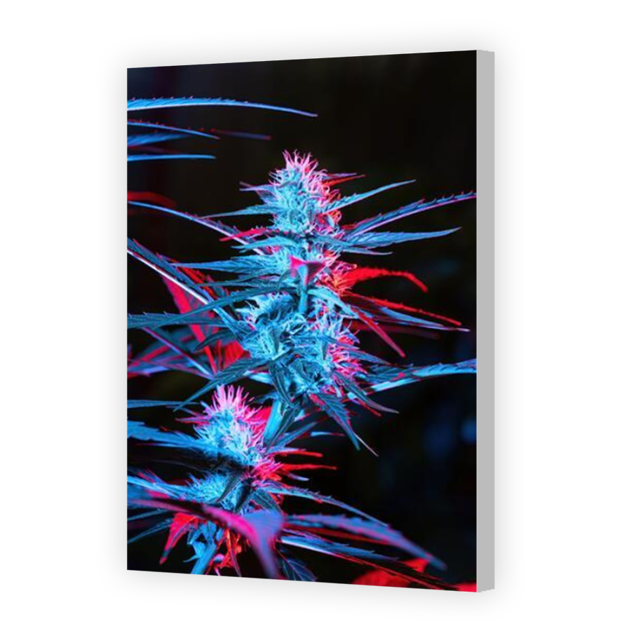 Thumbnail for Canvas - Coloured Canvas Wrap