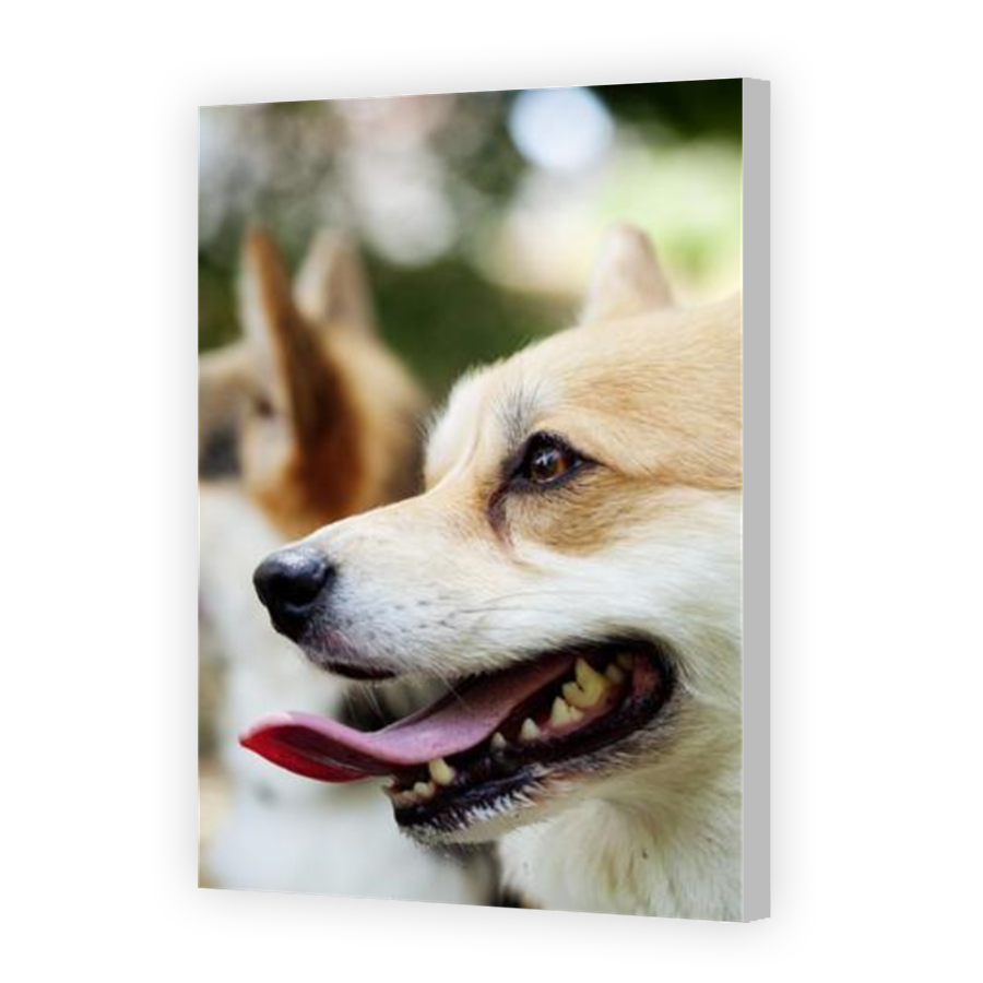 Thumbnail for Canvas - Coloured Canvas Wrap