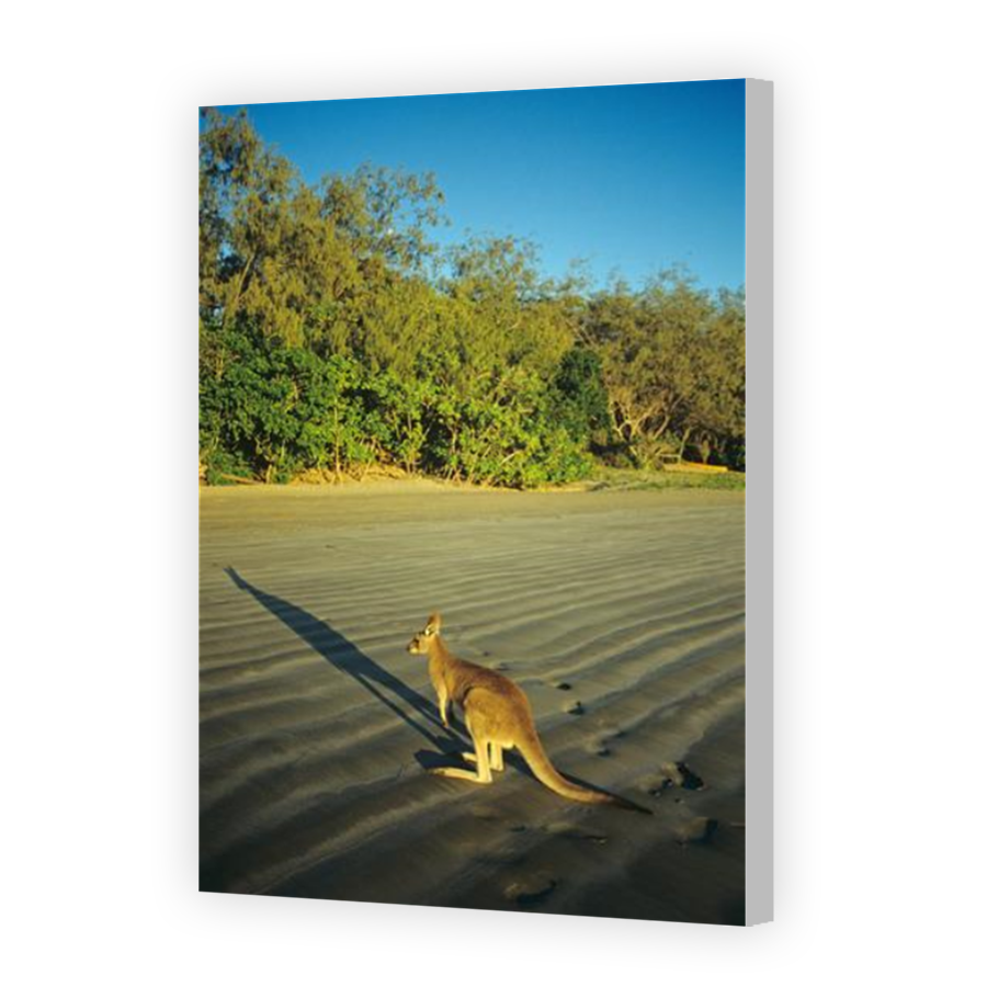 Thumbnail for Canvas - Coloured Canvas Wrap
