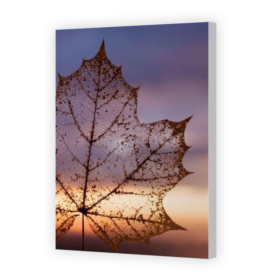 Thumbnail for Canvas - Coloured Canvas Wrap