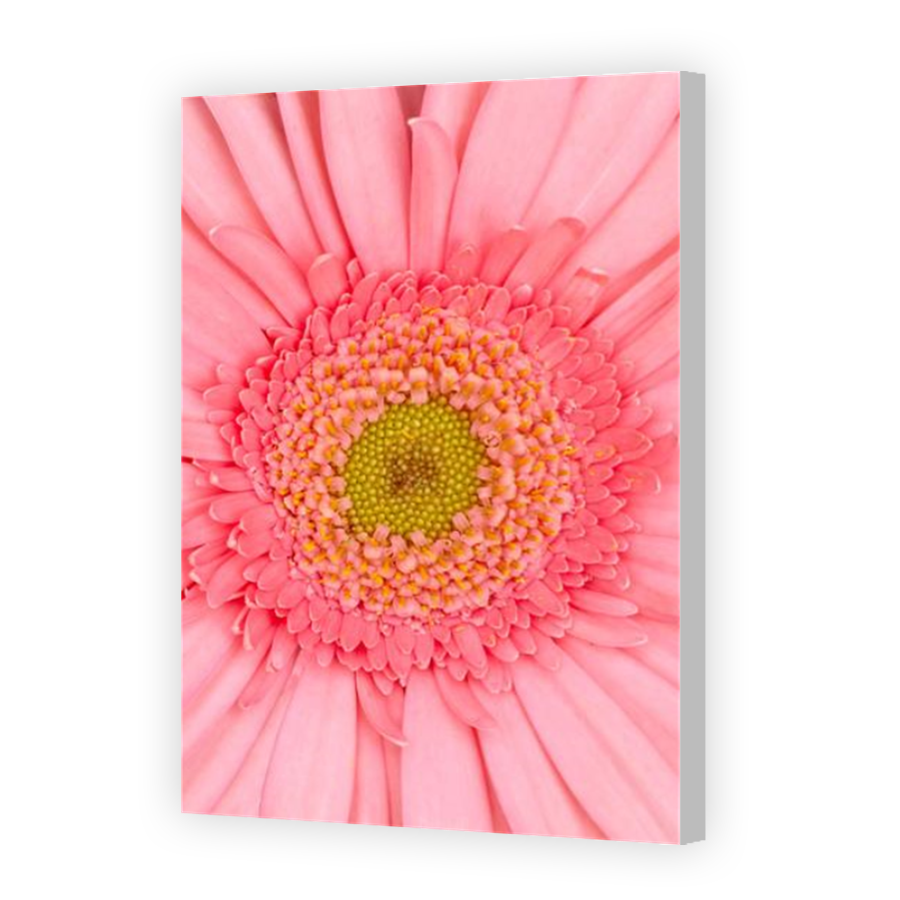 Thumbnail for Canvas - Coloured Canvas Wrap