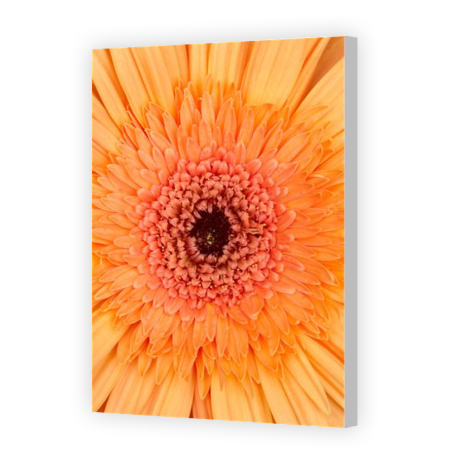 Thumbnail for Canvas - Coloured Canvas Wrap