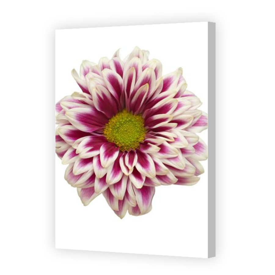 Thumbnail for Canvas - Coloured Canvas Wrap