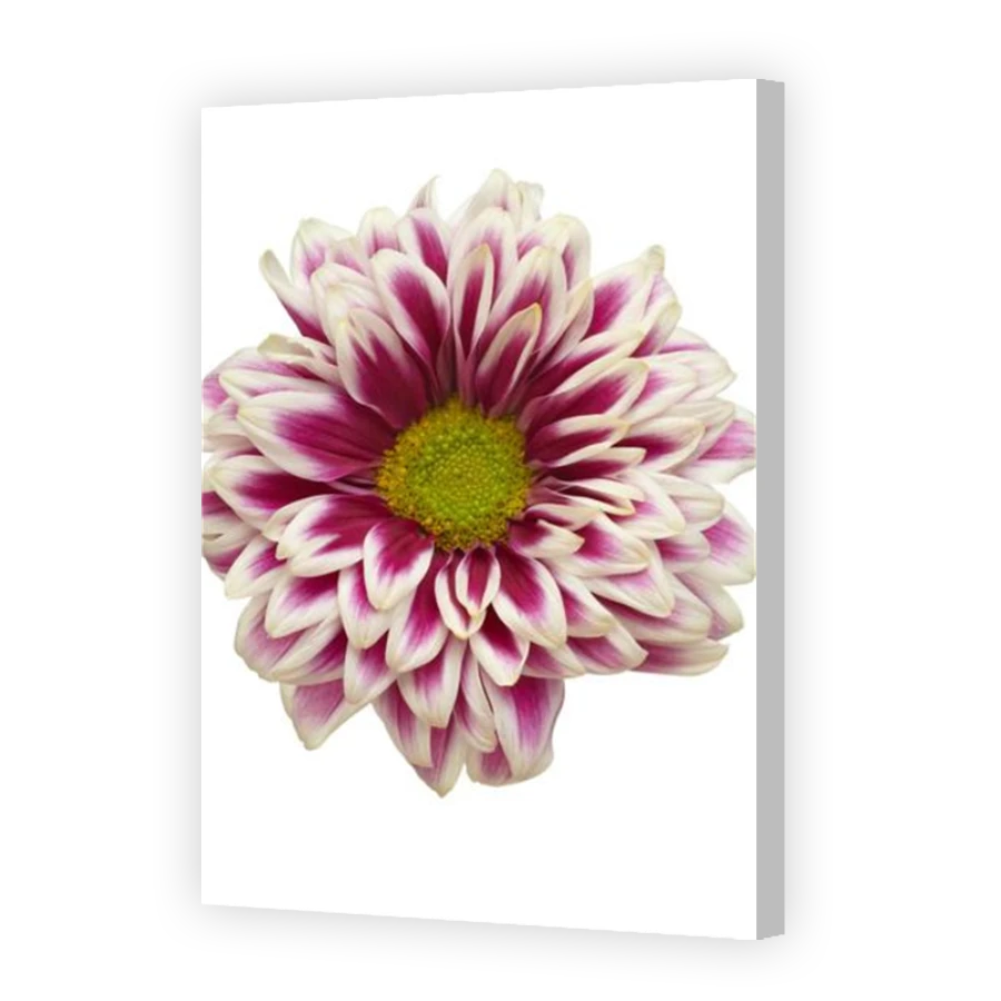 Thumbnail for Canvas - Coloured Canvas Wrap