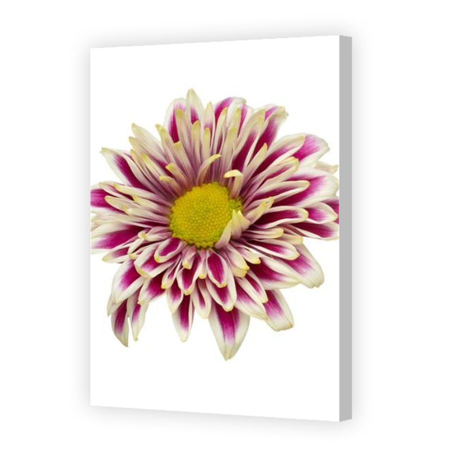 Thumbnail for Canvas - Coloured Canvas Wrap