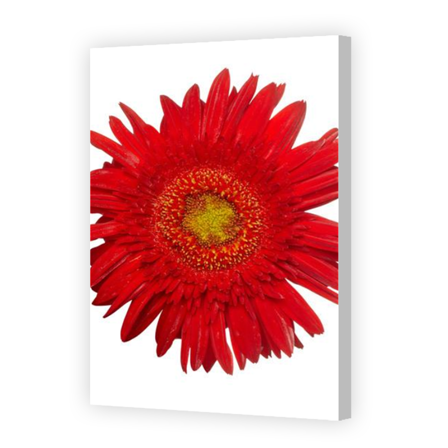 Thumbnail for Canvas - Coloured Canvas Wrap