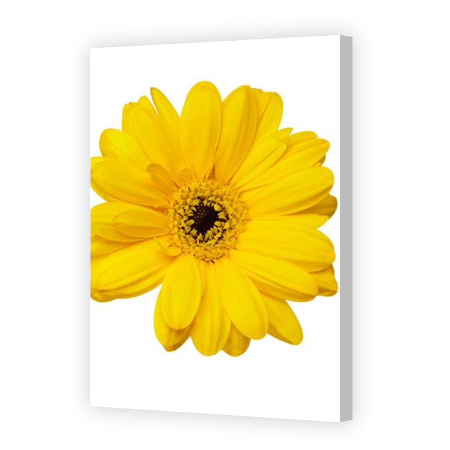 Thumbnail for Canvas - Coloured Canvas Wrap