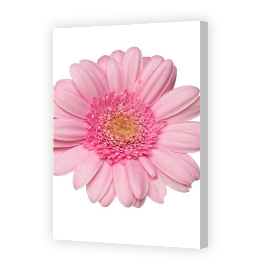 Thumbnail for Canvas - Coloured Canvas Wrap