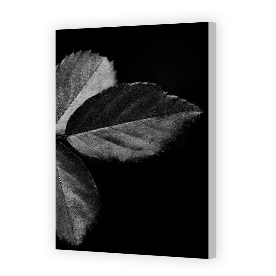 Thumbnail for Canvas - Coloured Canvas Wrap