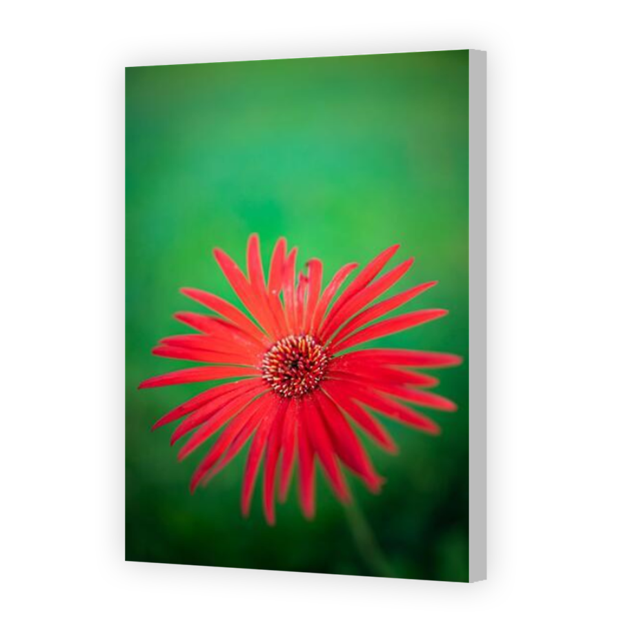 Thumbnail for Canvas - Coloured Canvas Wrap