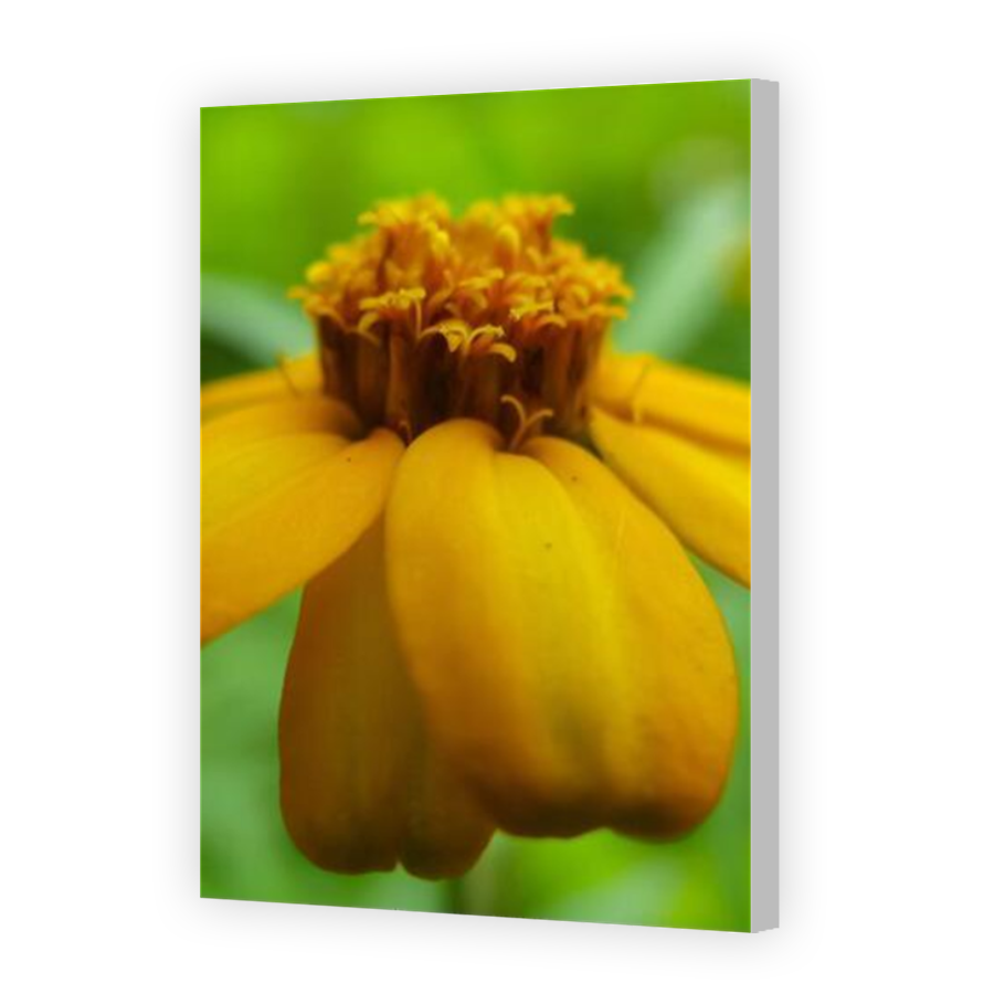 Thumbnail for Canvas - Coloured Canvas Wrap