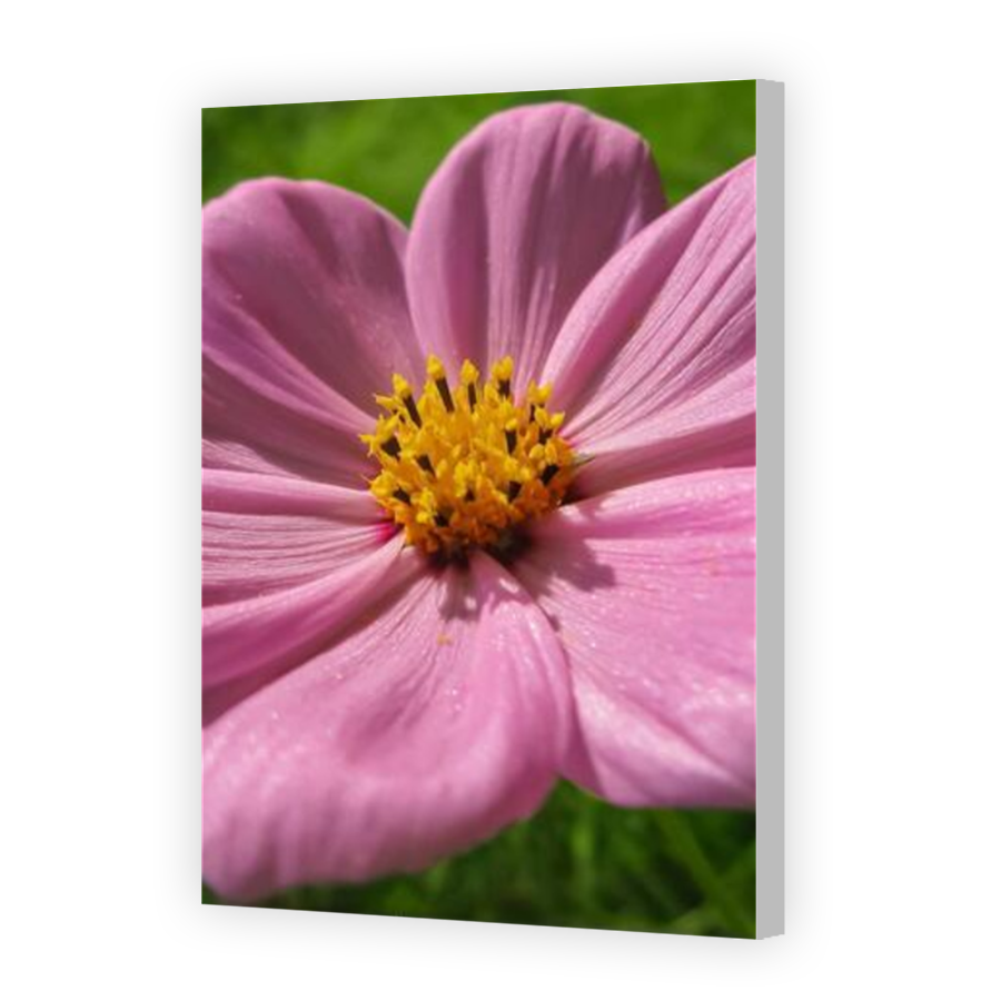 Thumbnail for Canvas - Coloured Canvas Wrap