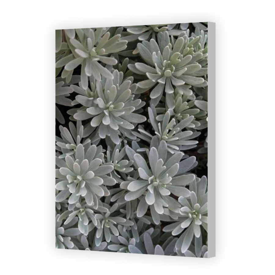 Thumbnail for Canvas - Coloured Canvas Wrap