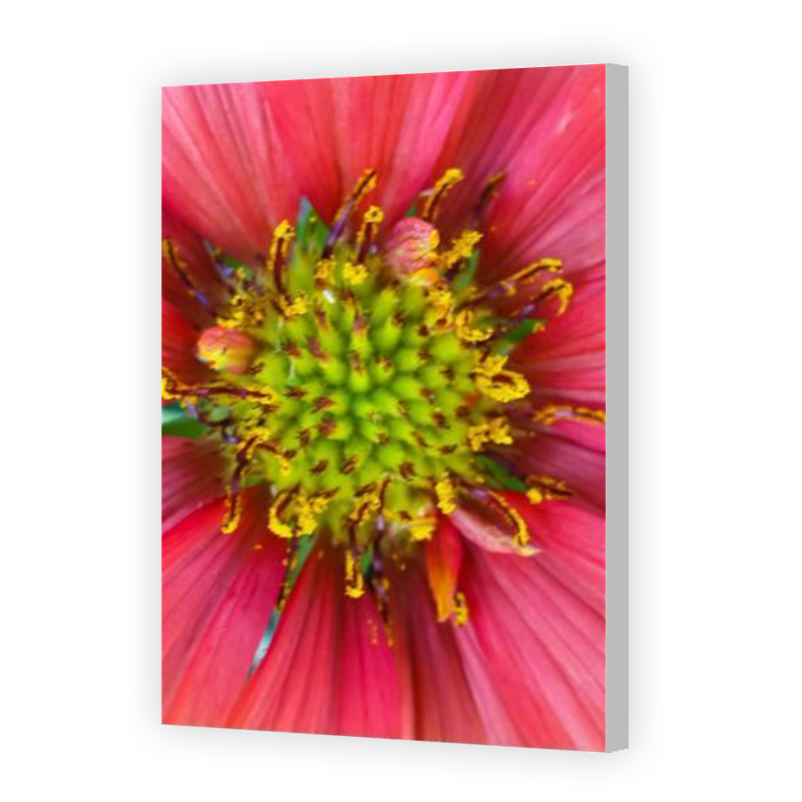 Thumbnail for Canvas - Coloured Canvas Wrap
