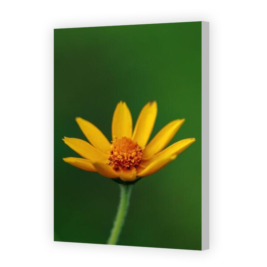 Thumbnail for Canvas - Coloured Canvas Wrap