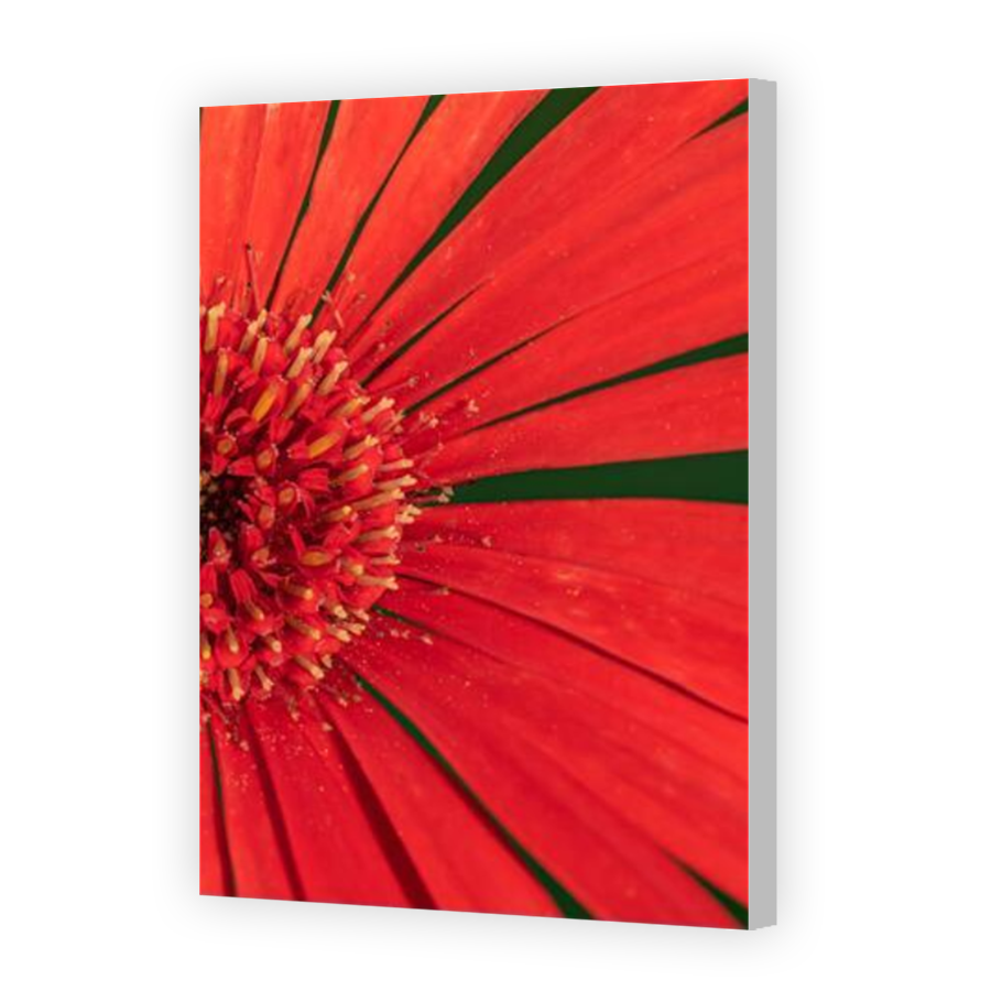 Thumbnail for Canvas - Coloured Canvas Wrap