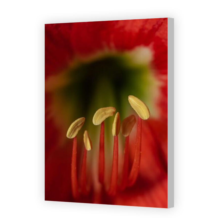 Thumbnail for Canvas - Coloured Canvas Wrap