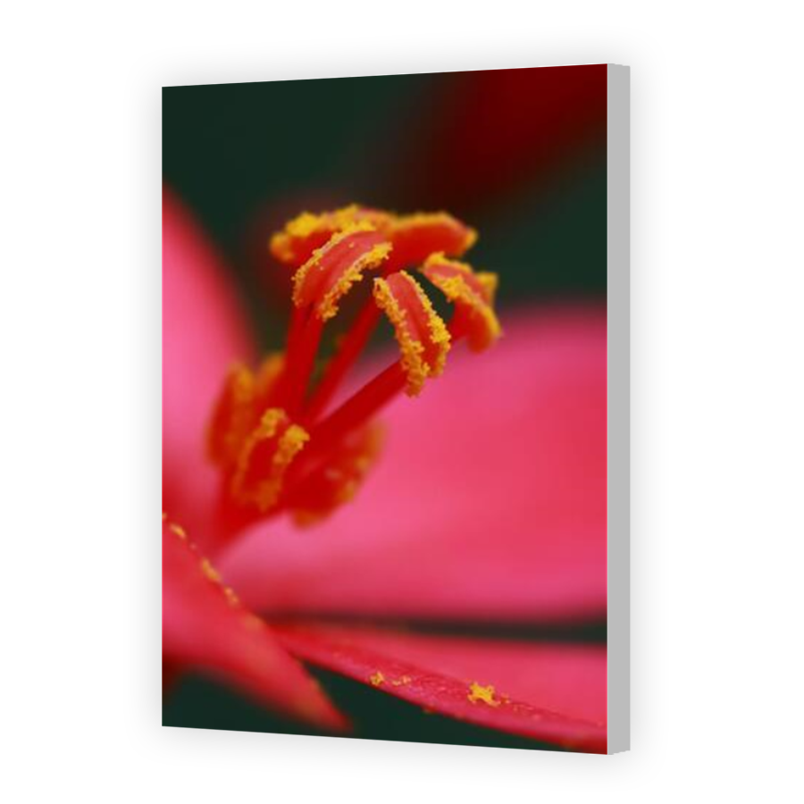 Thumbnail for Canvas - Coloured Canvas Wrap