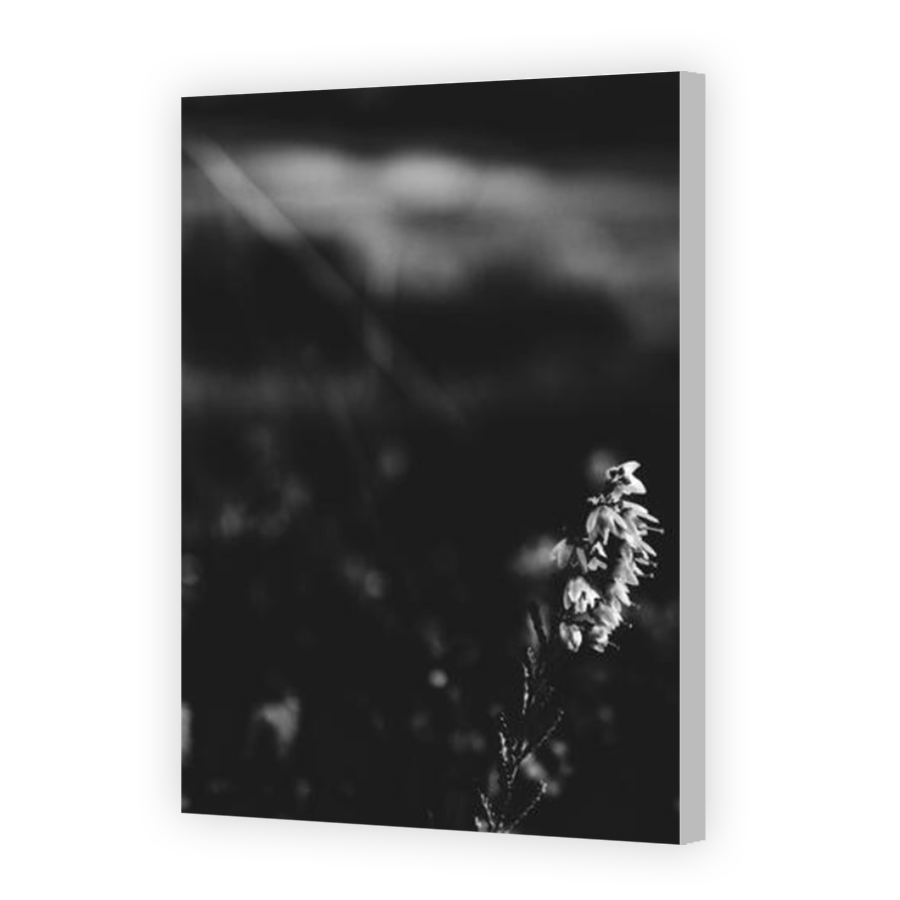 Thumbnail for Canvas - Coloured Canvas Wrap