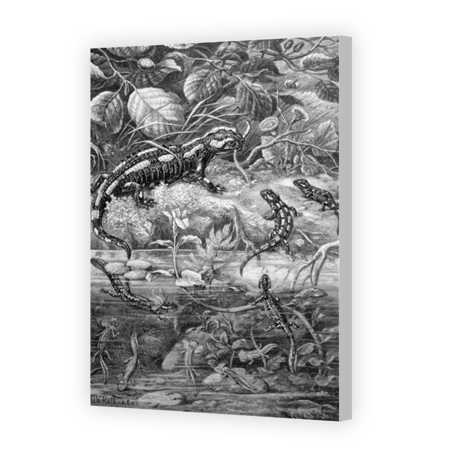 Thumbnail for Canvas - Coloured Canvas Wrap