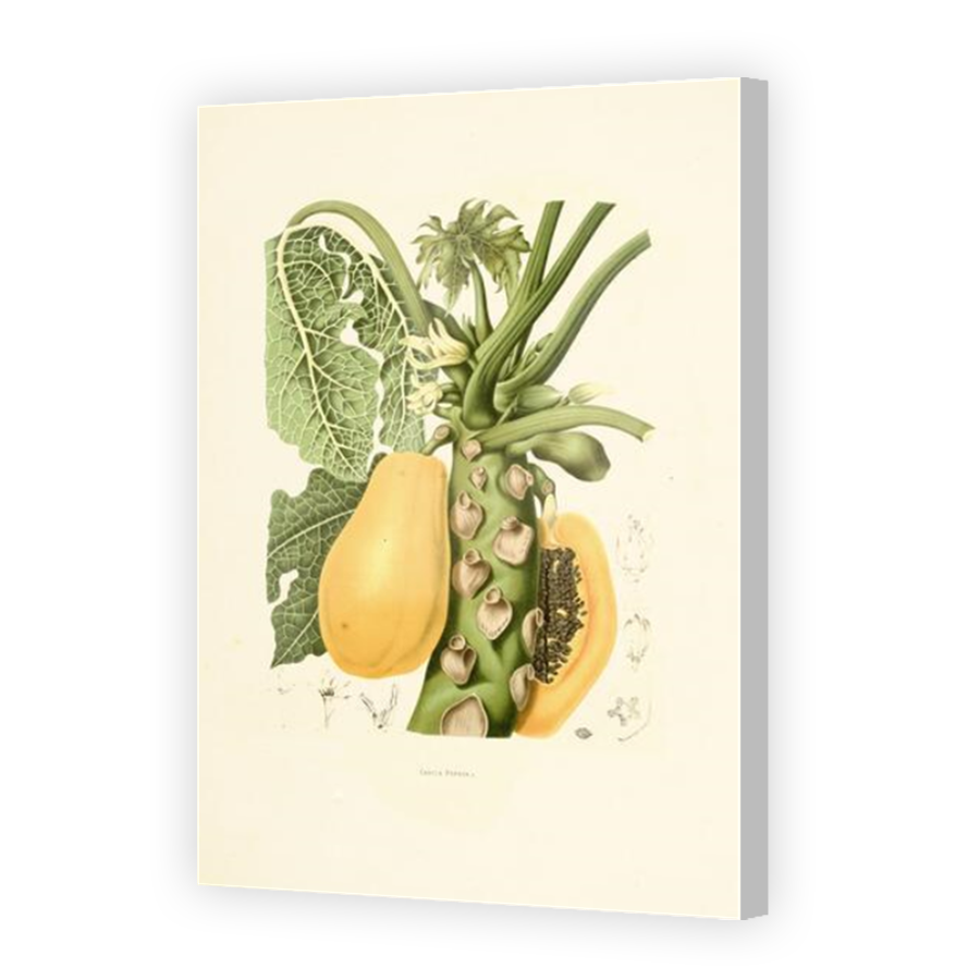 Thumbnail for Canvas - Coloured Canvas Wrap