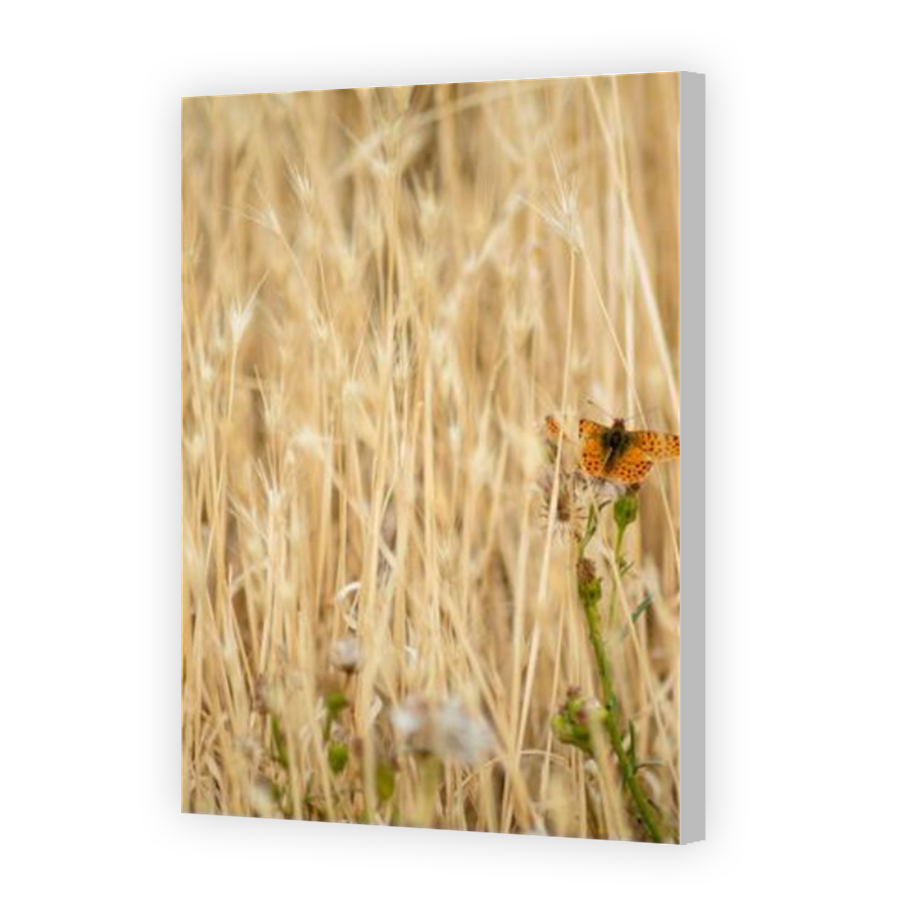 Thumbnail for Canvas - Coloured Canvas Wrap