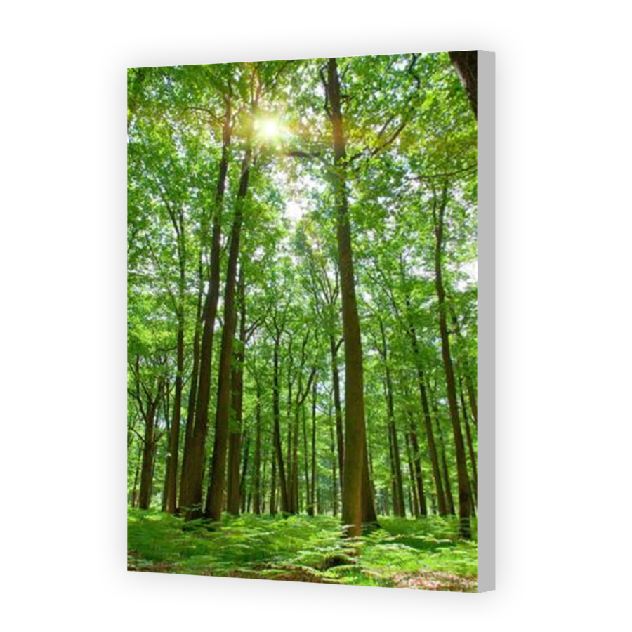 Thumbnail for Canvas - Coloured Canvas Wrap