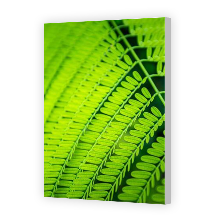 Thumbnail for Canvas - Coloured Canvas Wrap