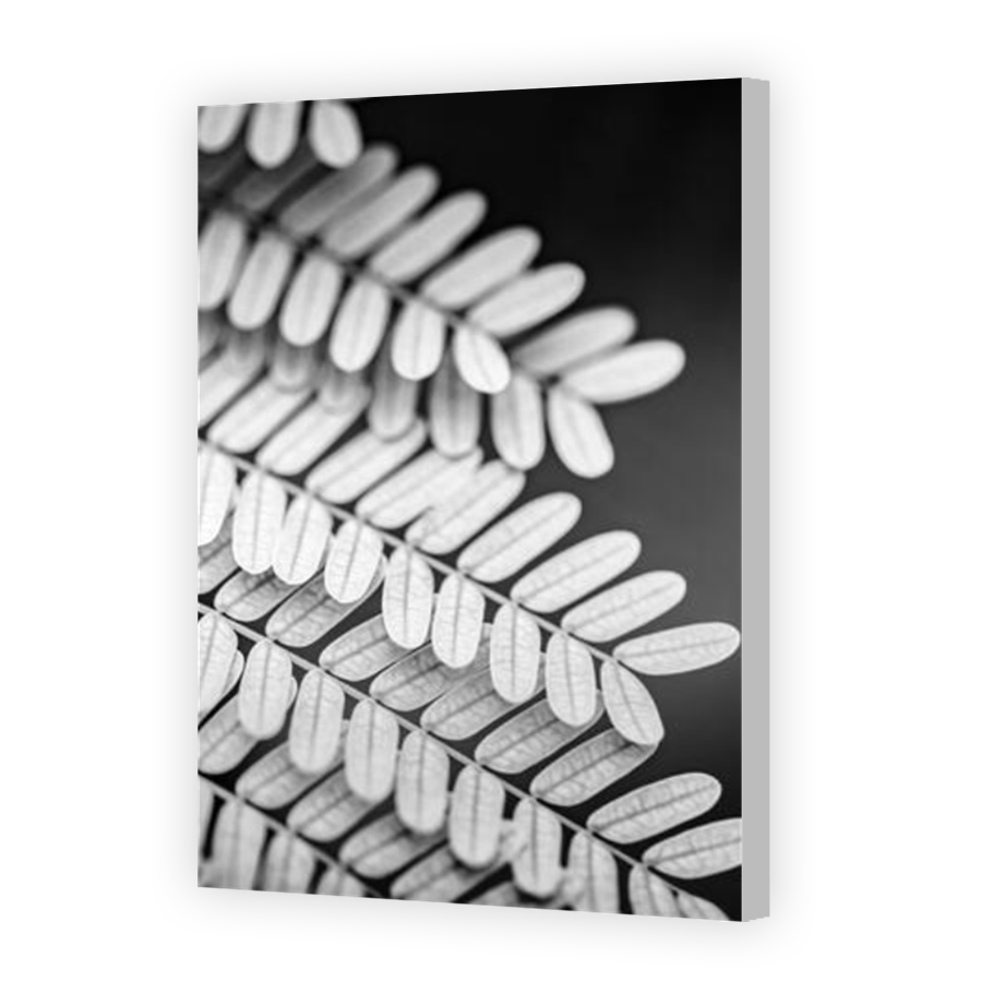 Thumbnail for Canvas - Coloured Canvas Wrap