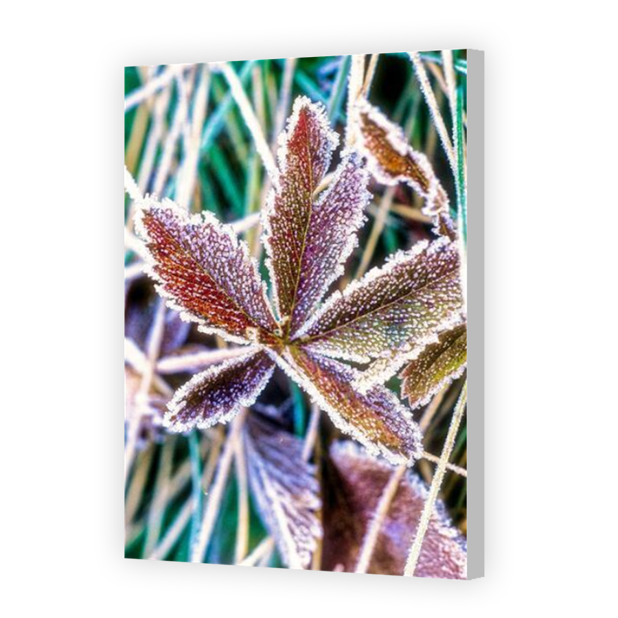 Thumbnail for Canvas - Coloured Canvas Wrap