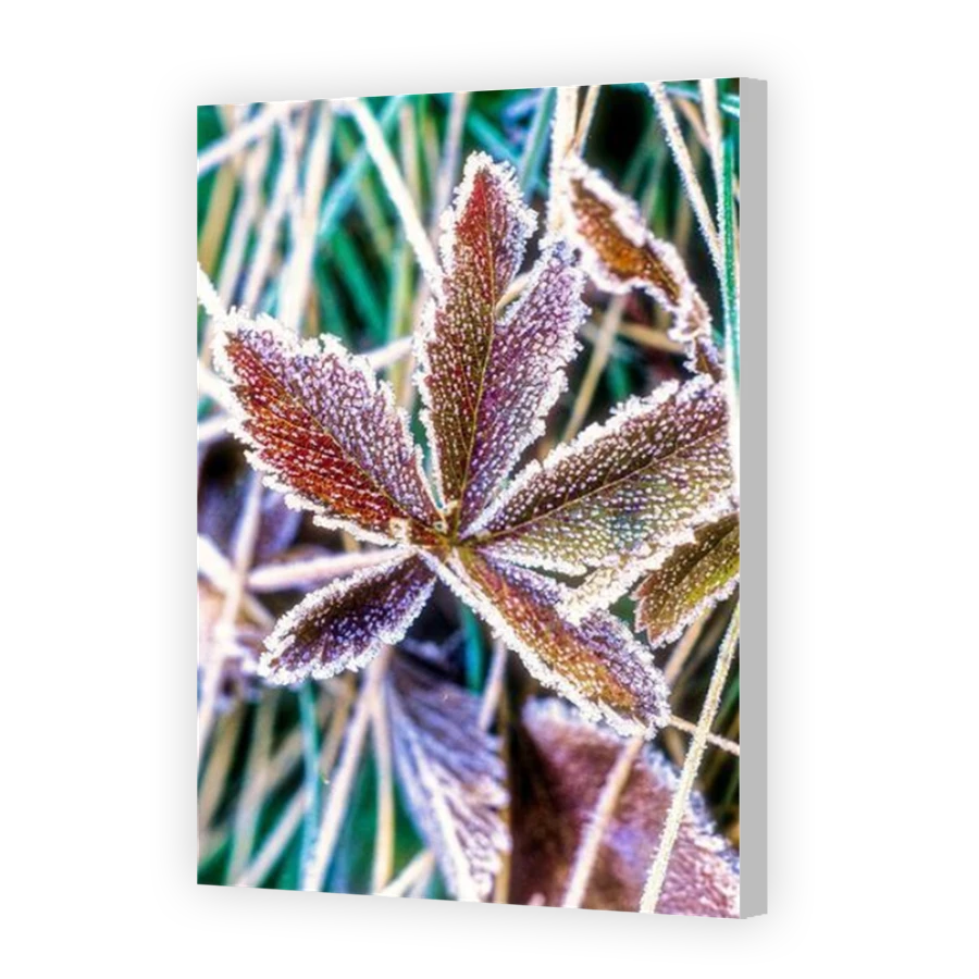 Thumbnail for Canvas - Coloured Canvas Wrap