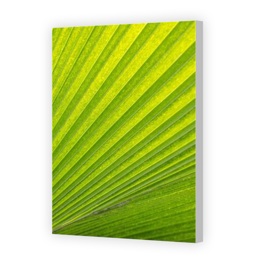 Thumbnail for Canvas - Coloured Canvas Wrap
