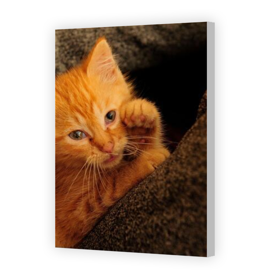 Thumbnail for Canvas - Coloured Canvas Wrap