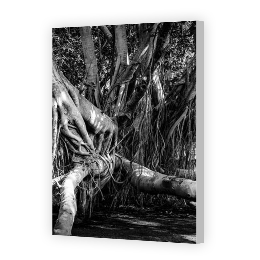 Thumbnail for Canvas - Coloured Canvas Wrap