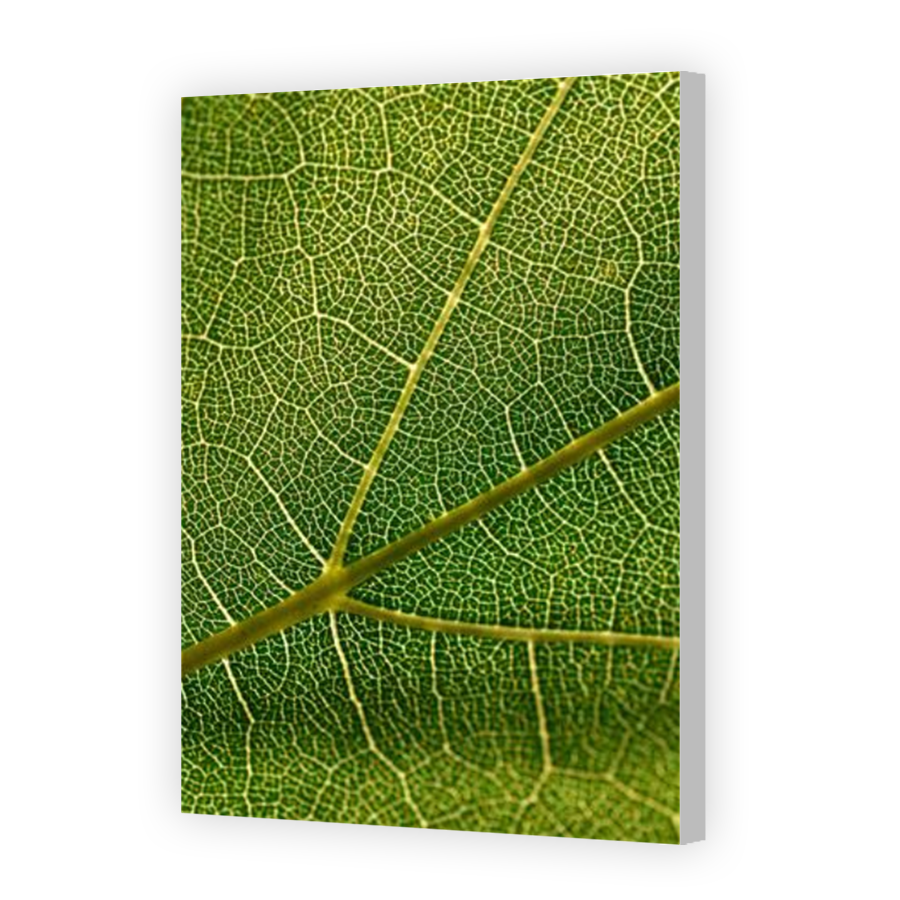 Thumbnail for Canvas - Coloured Canvas Wrap