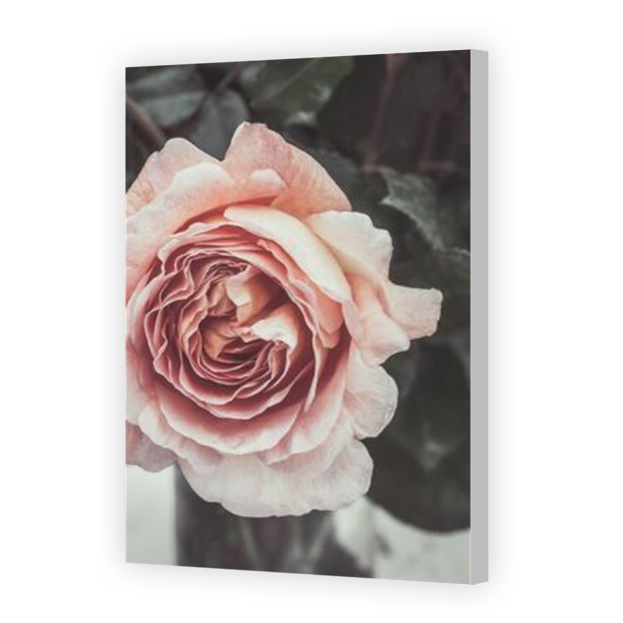 Thumbnail for Canvas - Coloured Canvas Wrap
