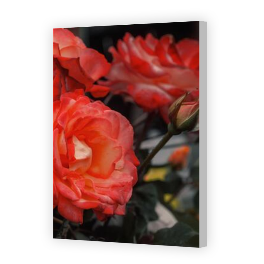 Thumbnail for Canvas - Coloured Canvas Wrap