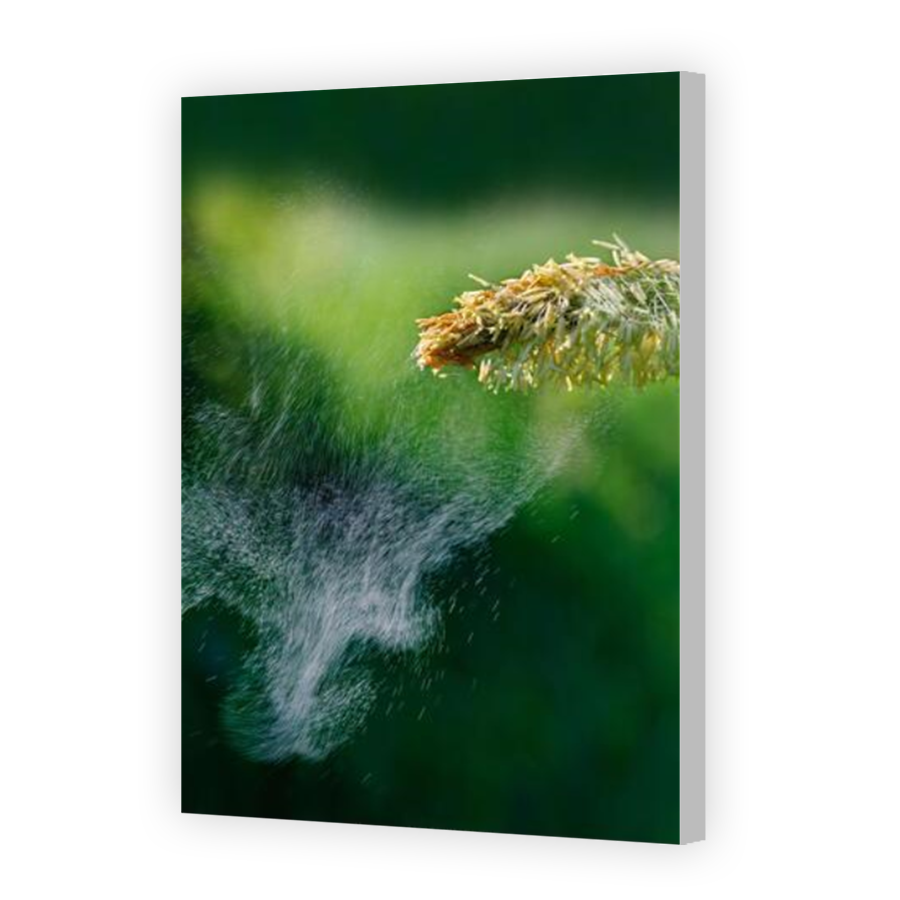 Thumbnail for Canvas - Coloured Canvas Wrap