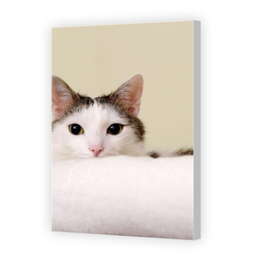 Thumbnail for Canvas - Coloured Canvas Wrap
